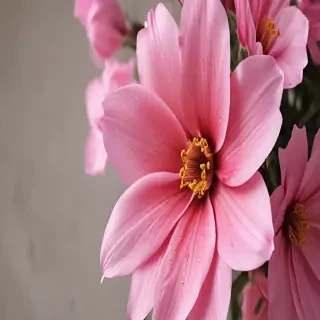 wallpaper iphone flower