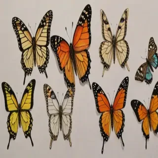 pictures of butterflies to draw