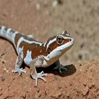 gecko lizard