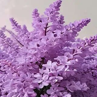 lilac aesthetic
