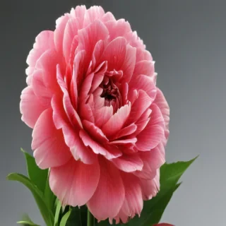 flower line