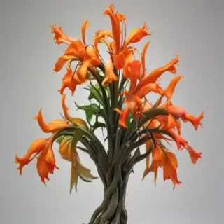 plant no background