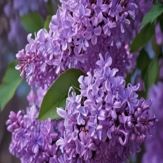 lilac wallpaper iphone