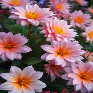 aesthetic flower desktop wallpaper
