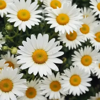 wallpaper daisy flower