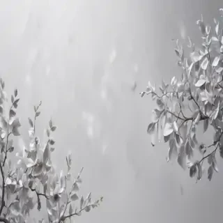 white grey background