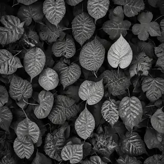 leaves black and white