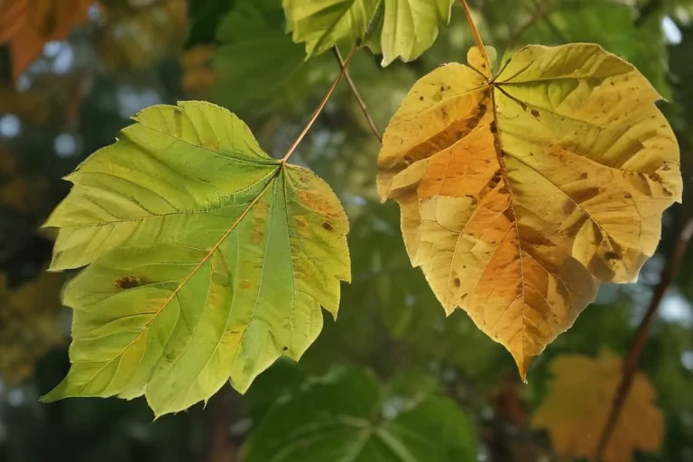 leaves transparent