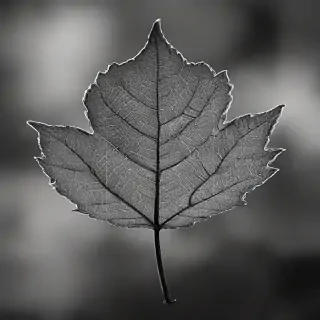 leaf in black and white