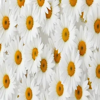 flower white background