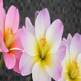 transparent flower background