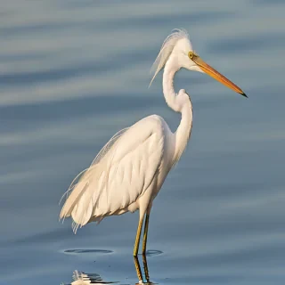 egret bird