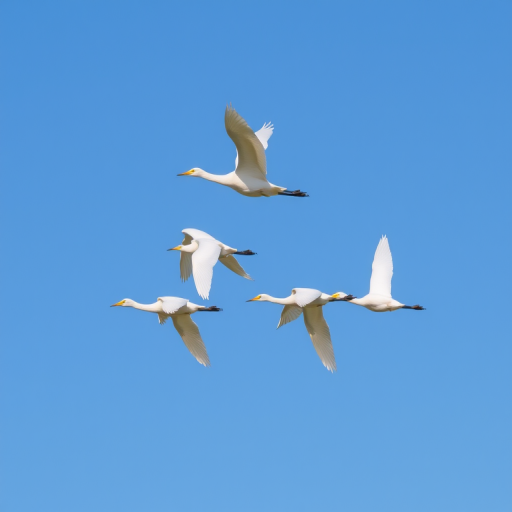 high-speed photography of flying white egrets in formation against a clear blue sky, focal length 200mm, aperture f/5.6, shutter speed 1/1000s, ISO 400, DSLR camera, wide-angle view, natural lighting