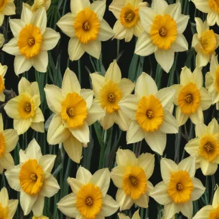daffodil flower