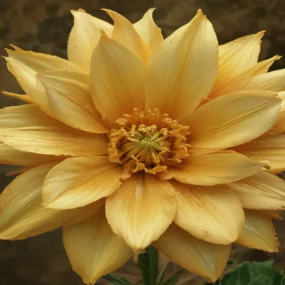 gold flower