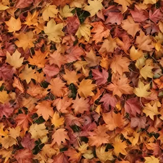fall leaves