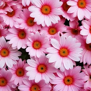 wallpaper iphone flowers