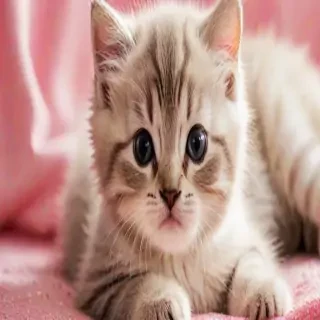 cute cat iphone wallpaper