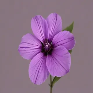 purple flower png