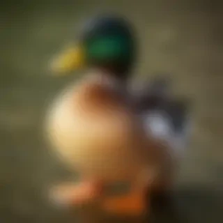 duck wallpaper