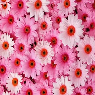 iphone wallpaper flower background