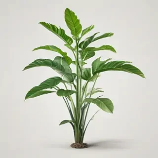 plant png clipart