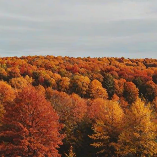 fall leaves aesthetic