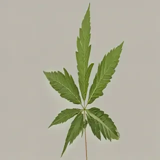 pot leaf png