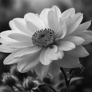 flower images black and white