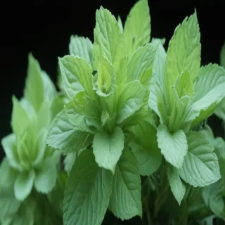 mint green bg