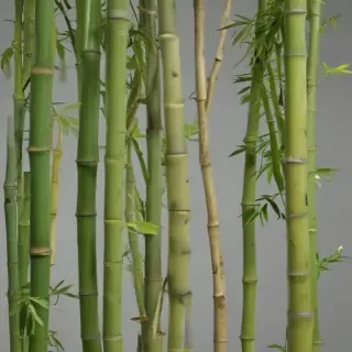 bamboo png