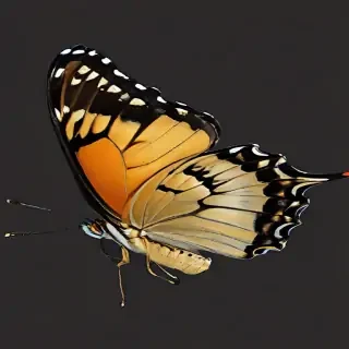 butterfly png transparent