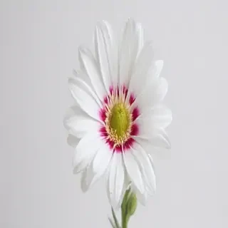 white background flower