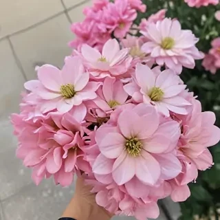 pretty flowers