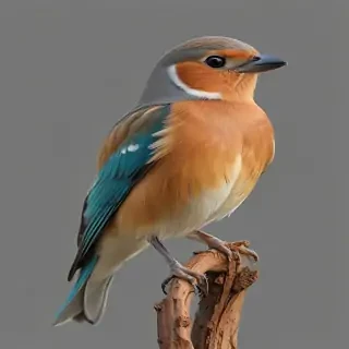 bird transparent background