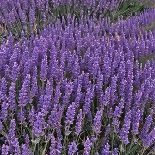 lavender phone background