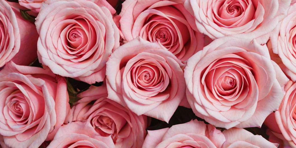 rose pink aesthetic wallpaper