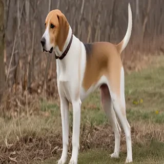american lab foxhound