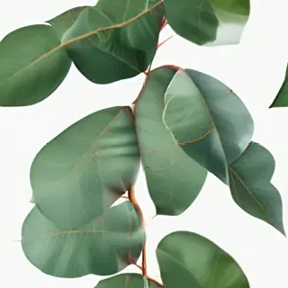transparent eucalyptus clipart