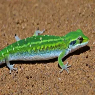 gecko lizard