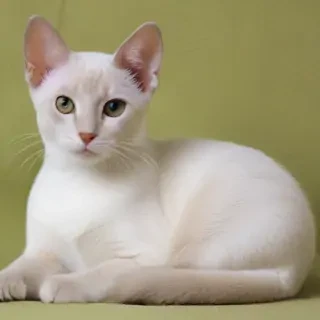 colorpoint shorthair breed