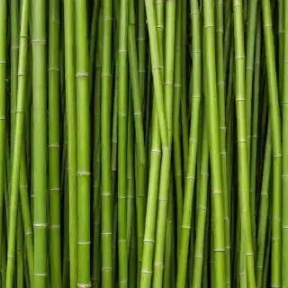 bamboo background