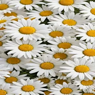daisy background