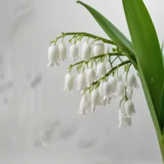 lily of the valley png
