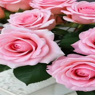 pink roses wallpaper iphone