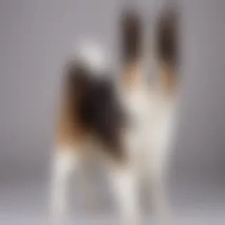 oriental bicolor breed