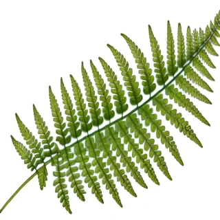 fern png