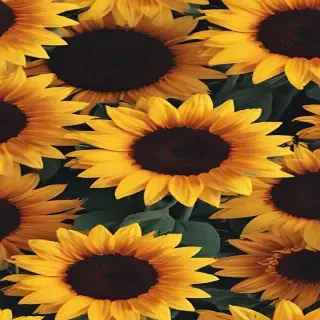 aesthetic sunflower wallpaper
