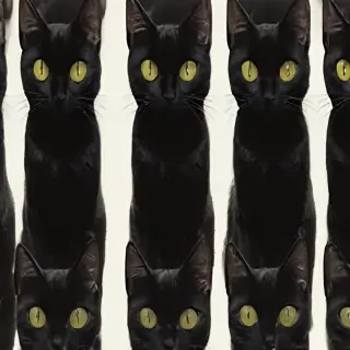 black cats