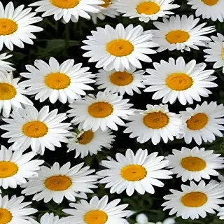 daisy wallpaper for desktop